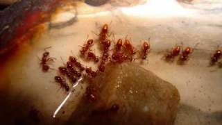 The Story of My Ant Colony Myrmica rubra [upl. by Montgomery]