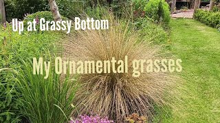 ornamental grasses in the garden June 2024 [upl. by Kissee]