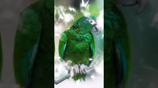 Pets Planetbeautyof parrot yt trending shortviral 2024 1k subscriber support my channel 💫 [upl. by Orsini]