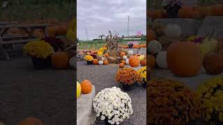 Pumpkin patch pumpkin october autumn farming [upl. by Ahsayn]