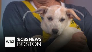 Puppies from Tennessee up for adoption at Shultz’s Guest House in Dedham [upl. by Lirpa508]