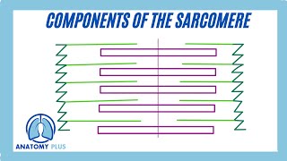 Sarcomere Components [upl. by Doretta]