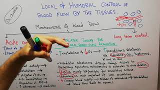 CVS physiology 96  Vasodilator theory for acute local blood flow regulation  Autoregulation [upl. by Mathias]