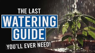 Thirsty Plants Learn the Secrets to Perfect Cannabis Watering [upl. by Celinda569]