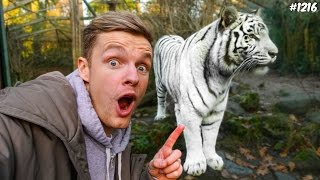 EEN ECHTE TIJGER  ENZOKNOL VLOG 1216 [upl. by Ahseekat]