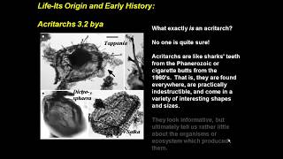 585millionyearold tracks reveal evidence of the first animals on Earth [upl. by Daile918]