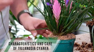 Characteristics and care of Tillandsia cyanea  TvAgro By Juan Gonzalo Angel [upl. by Nayk]