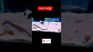 Snake fish  Goa Aquarium shorts shortsvideo viral [upl. by Ahsyek]