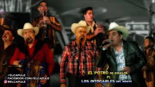 El Potro De Sinaloa Ft Los Intocables Del Norte  En Vivo Fp XV De Rosalva Disco Completo [upl. by Hazmah]