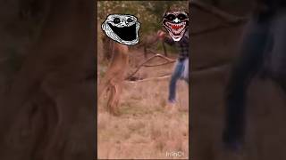 kangaroo vs man edit trollface shorts [upl. by Ahsitniuq]