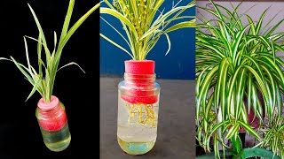 How to propagate spider plants the correct way  Best way to propagate spider plantlets [upl. by Willms658]