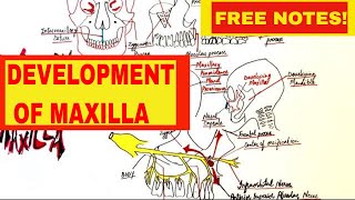 Development Of Maxilla  Embryology [upl. by Annahsar]