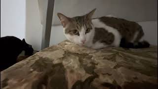 Schmusekater Pepe sucht ein Zuhause [upl. by Denn]