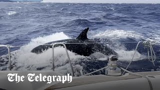 Killer whales attack yacht off the coast of Morocco [upl. by Radack]