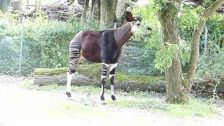 Vacker Okapi Okapi at Copenhagen Zoo Okapia johnstoni Zoologisk Have København [upl. by Willdon]