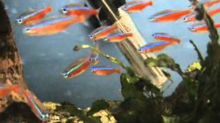 XL Wild Cardinal Tetra for sale at Tyne Valley Aquatics [upl. by Meekyh865]