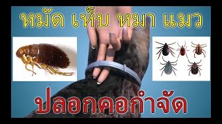 ปลอกคอกำจัดเห็บหมัดยี่ห้อซีเรสโต้ Serestoทั้งเห็บหมัดหมาแมวFlea tick removal collar [upl. by Llertnor8]