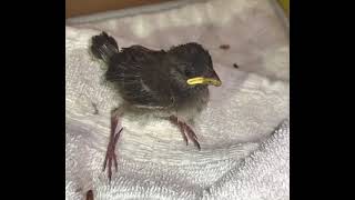 How to safely hydrate a fledgling baby sparrow bird [upl. by Davida28]