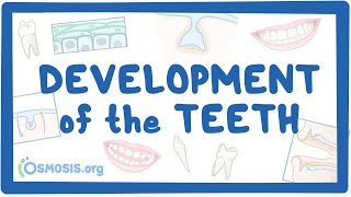 Development of the Teeth [upl. by Lalo589]