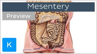 Mesentery organ and functions preview  Human Anatomy  Kenhub [upl. by Nueormahc588]