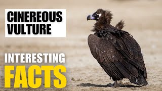 Amazing facts of Cinereous Vulture  Interesting Facts  The Beast World [upl. by Folly]