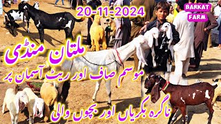 Multan Mandi Rates updates 😍Nagra Breeder Bacho wali Bakriyan [upl. by Dleifrag]