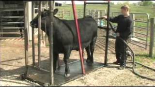 Fitting and Showing Angus Cattle Part 1 [upl. by Horbal]