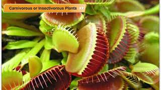 Carnivorous or Insectivorous Plants  Environmental Studies Class 5 [upl. by Kurtis128]