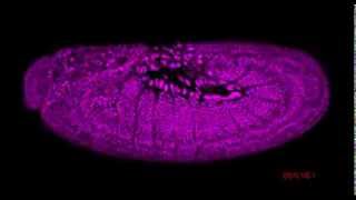 Drosophila embryogenesis [upl. by Eenaffit]