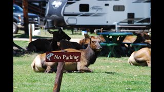 Elk in Estes Park Colorado [upl. by Arada162]