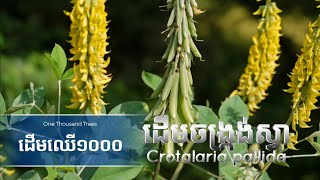 ដើមចង្ក្រង់ស្វា  Crotalaria pallida tree [upl. by Purdy]