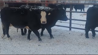 Silver Creek Farming Co  9 MayJune Black Angus X Simm 2nd Calvers New Norway AB [upl. by Yarased215]