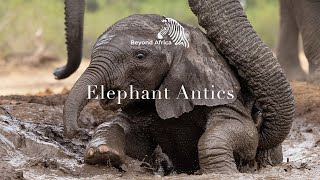 Elephant Antics MashatuGameReserve [upl. by Sanferd]