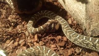 Afrikanische Eierschlange frisst Taubenei  Snake eats egg [upl. by Fillian]