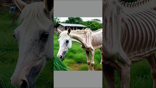 Rescue a weak White horse horse lion humanity rescuehorse animals [upl. by Neeli173]