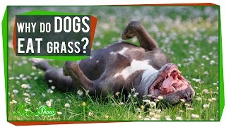 Why Do Dogs Eat Grass [upl. by Defant]