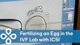 Fertilizing an Egg with Sperm in the Lab  ICSI Footage [upl. by Aggi]