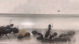 Camponotus Herculeanus 61424 [upl. by Zurciram]