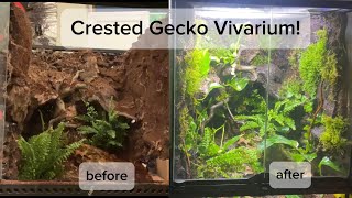 Crested Gecko Vivarium Build 18x18x24 planted tank [upl. by Wakerly825]