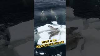 WHAT is the FALSE KILLER WHALE shortvideo shortvideo ocean [upl. by Damiano]