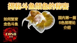 The secret of colorful colors of betta How to breed golden betta [upl. by Tom331]