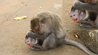 OMG mother monkey bites baby head makes baby crying and call to neighbors come help [upl. by Ahsinal]