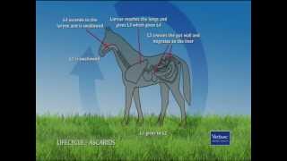 The Parasite Puzzle pt5  Ascarids [upl. by Norok]