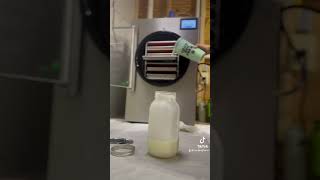 FREEZE DRYING GOATS MILK [upl. by Yssirc]