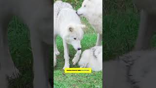 Wolves The Social Predators You Didnt Know About [upl. by Andras]