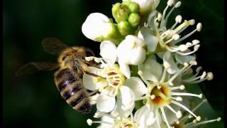 A focus on Portuguese Laurel  All you need to know about Prunus lusitanica hedging [upl. by Teemus]