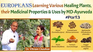 Part3  Europeans Learning Various Healing Plants their Medicinal Properties amp Uses by MDAyurveda [upl. by Toffey]