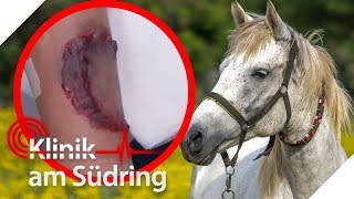 Böses Pferd Wieso hat Silberstreif sie gebissen  FreddyFreitag  Klinik am Südring  SAT1 TV [upl. by Woody]