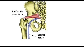 Two Minutes of Anatomy Piriformis [upl. by Sherlocke664]