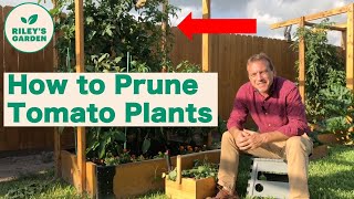 How to Prune Tomato Plants [upl. by Christel]